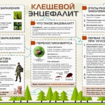 Клещевой энцефалит Клещевой энцефалит