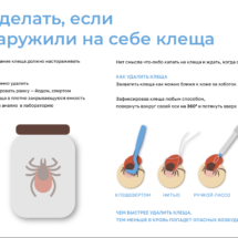 Обнаружен клещ Обнаружен клещ