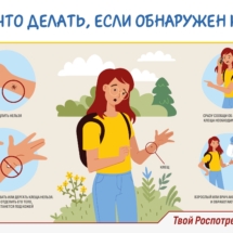 Что делать, если обнаружен клещ Что делать, если обнаружен клещ